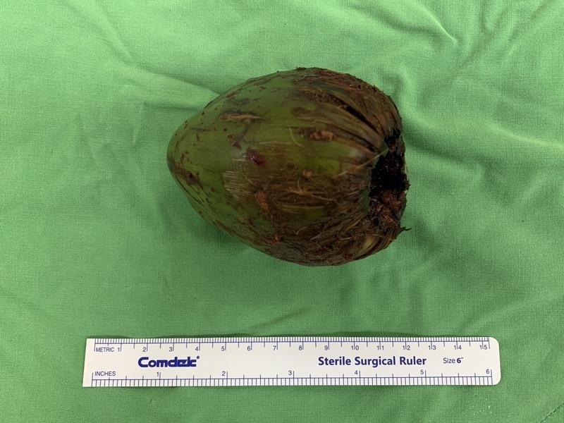 A coconut, unusual pizza, and teaching jobs