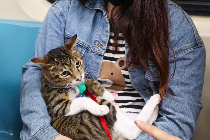 An earthquake update and pet-friendly MRT