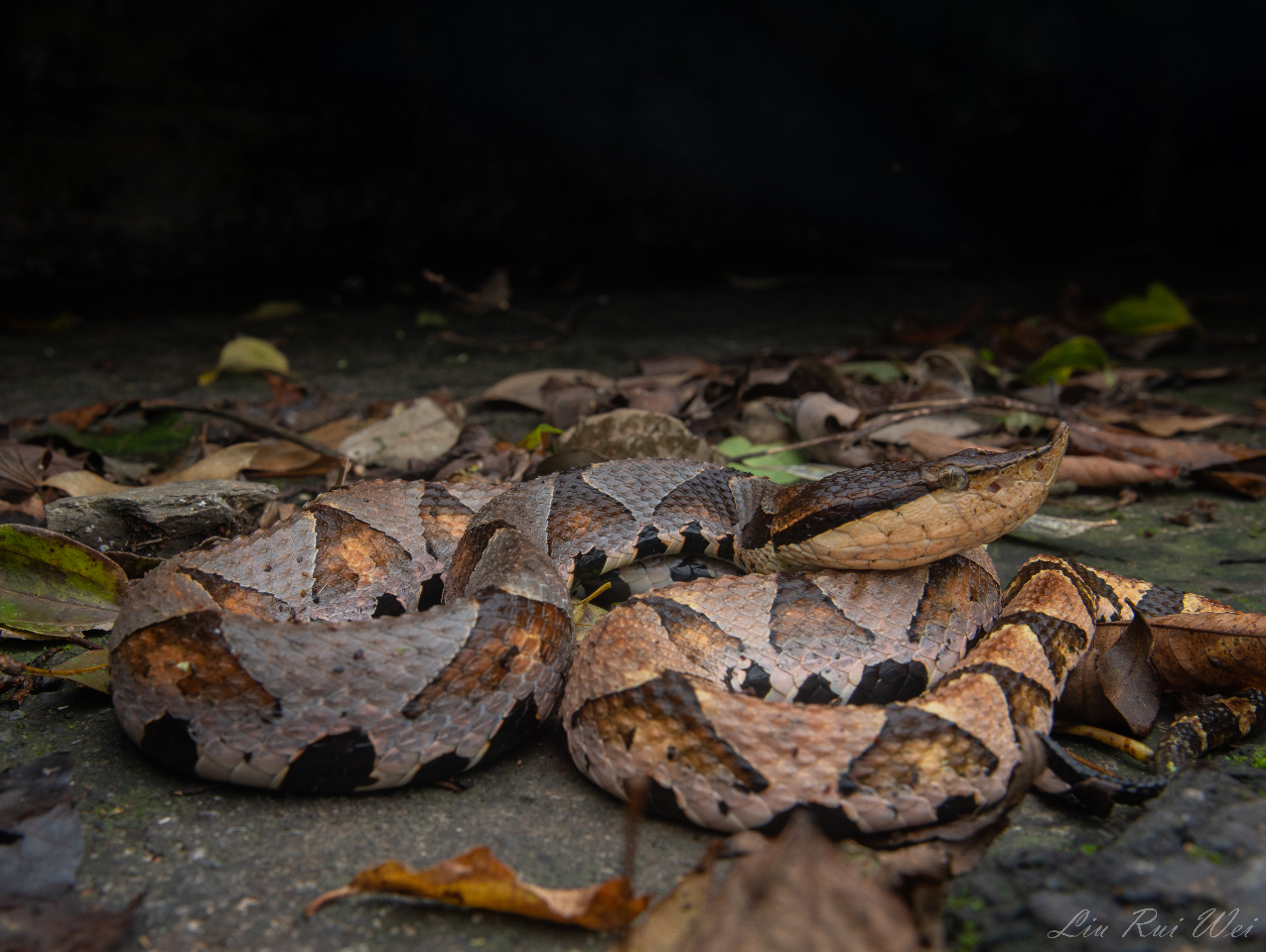 Herping in Taiwan: rare snake encounters