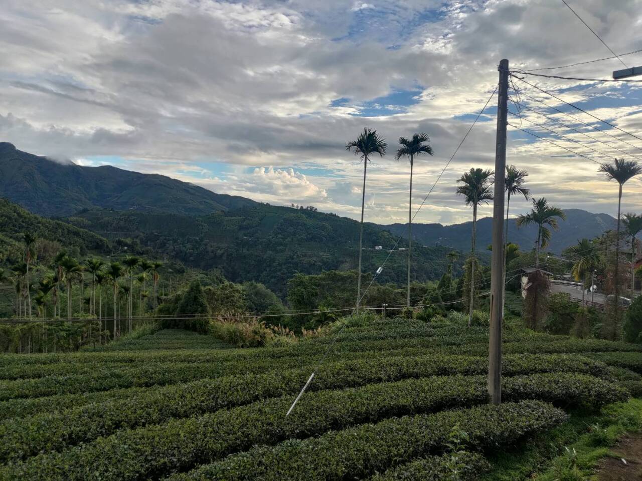 Alishan tea is a different kind of cool