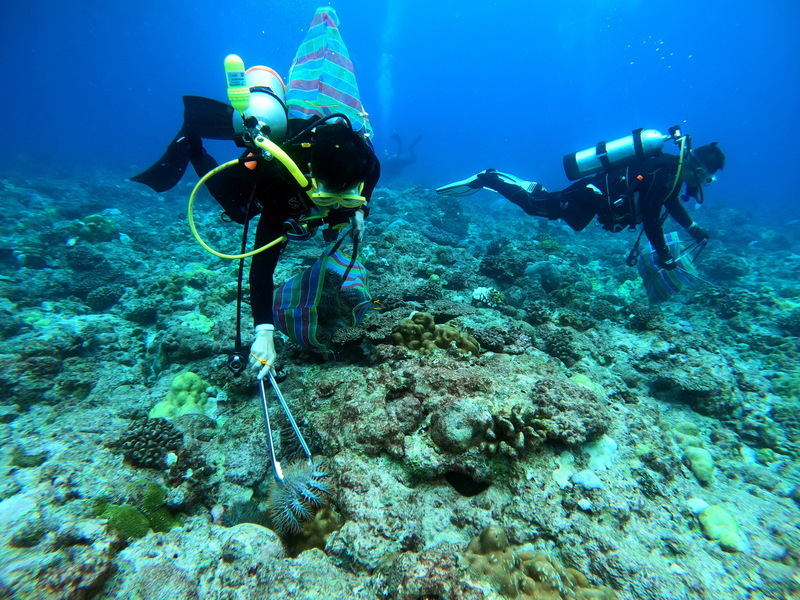 Team clears 1,840 crown-of-thorns starfish from Dongsha Atoll National Park’s coral reefs
