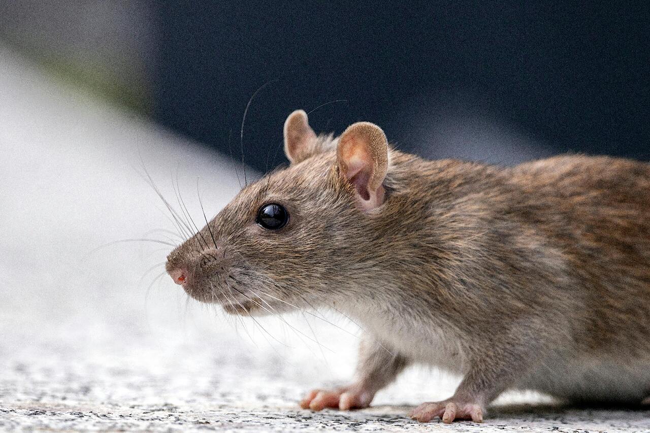 Humans are only the second deadliest animals in the world... What could be the first? | Ep2