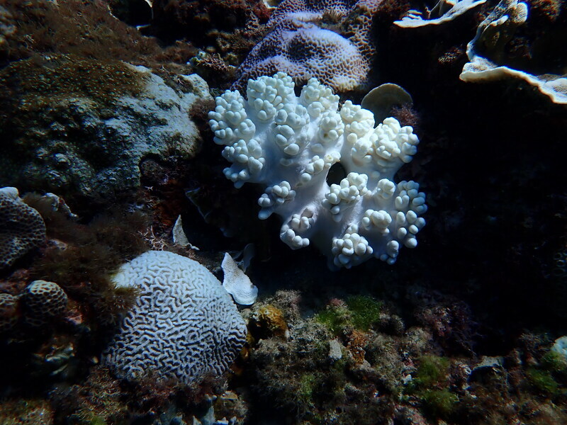 Coral bleaching observed in Kenting and Liuqiu Island