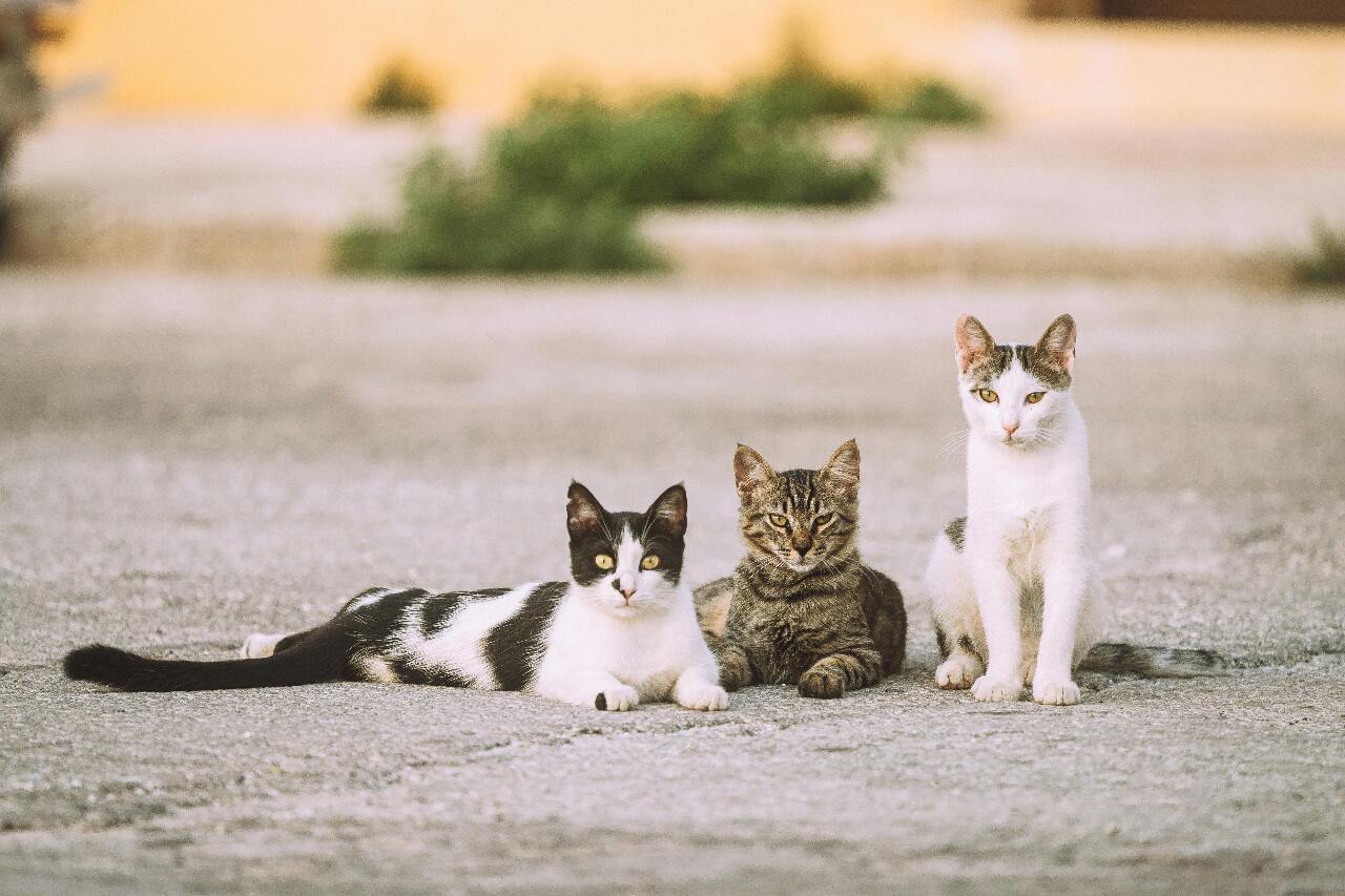 International Cat Day is upon us! TNR no longer cutting it | Ep5