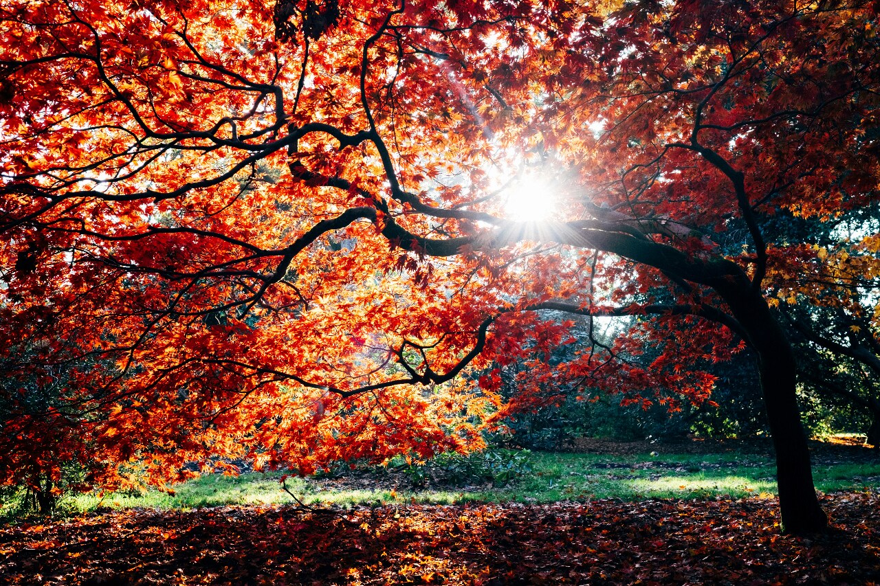 Autumn Vibes