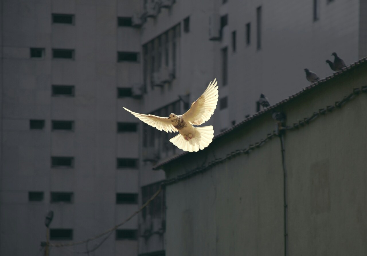 International Day of Peace