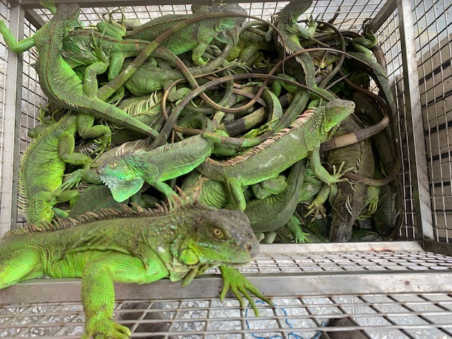 Wanted dead or alive: Taiwan's lizard bounty | Ep14