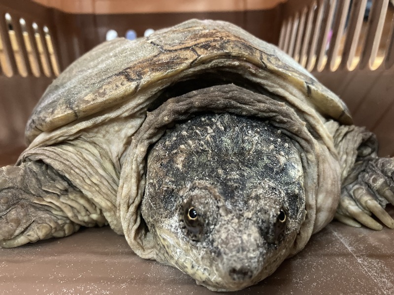 Marijuana, Taiwan's lottery, turtles and women harassing police?
