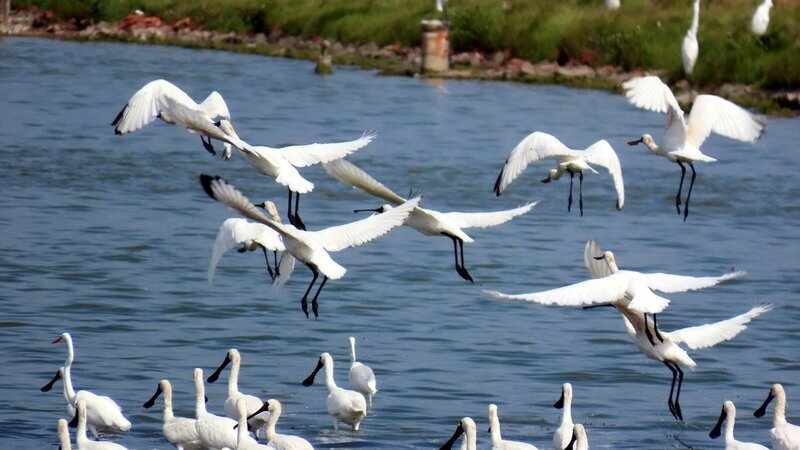 WATCH: Chiayi County launches migratory bird-watching tours