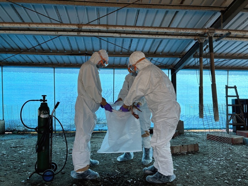 Experts not ruling out pandemic risk for H5N1 avian influenza virus