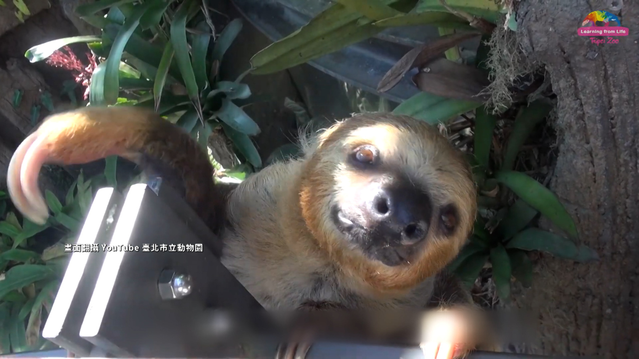 WATCH: Man hit by falling sloth at Taipei Zoo