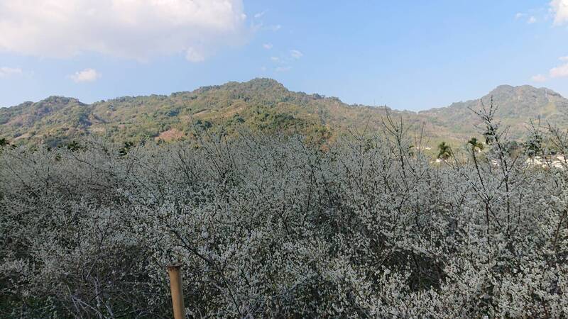WATCH: Tourists enjoy white plum blossoms in Miaoli