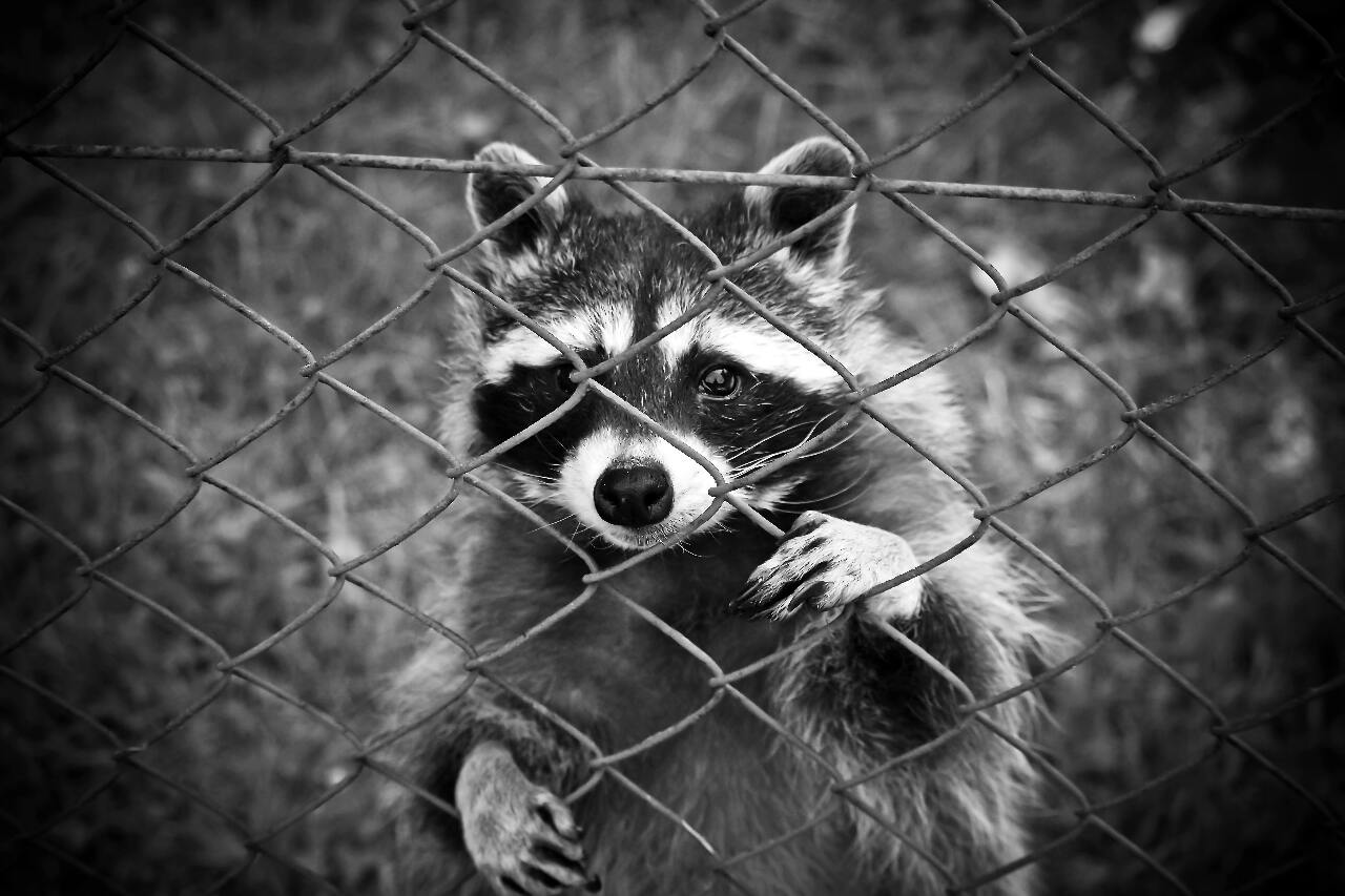 Taiwan to ban 900+ species, including raccoons | Ep28