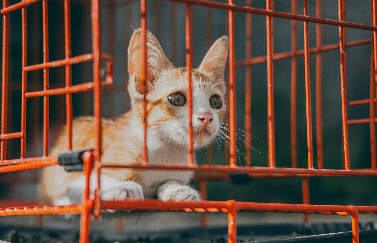 Name a cat after your ex, then neuter them | Ep33
