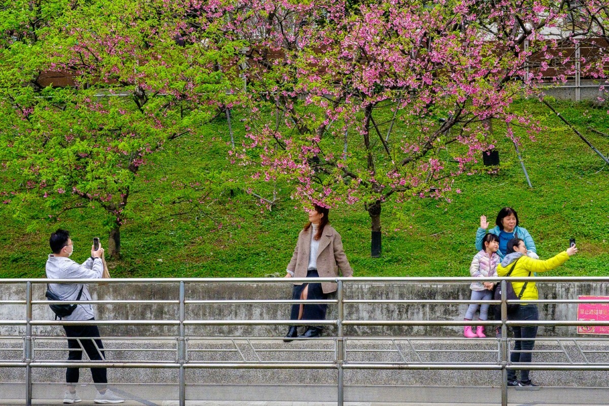 Cherry blossom season peaks in Taiwan