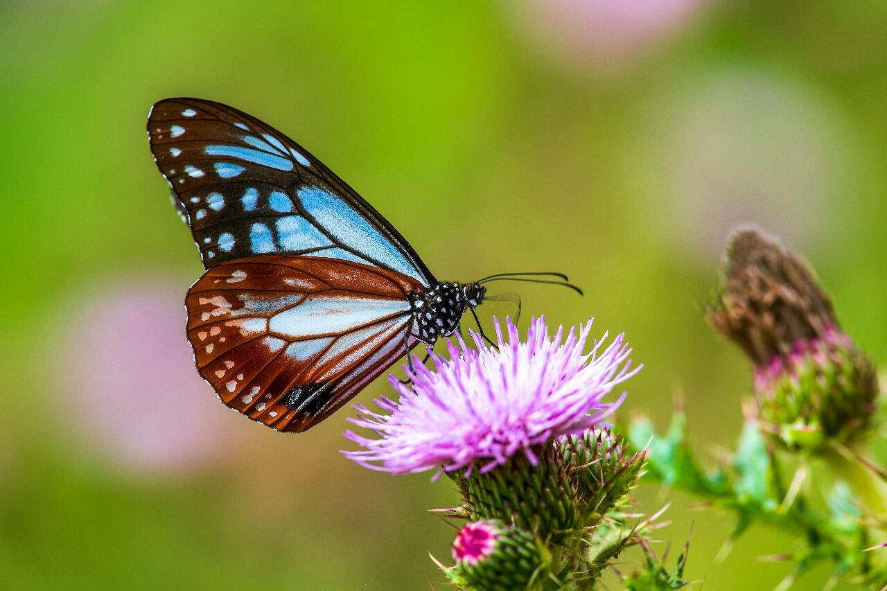 Freeway Bureau responsible for butterflies in Taiwan? | Ep37
