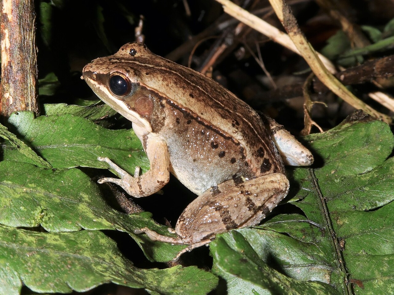 Newly recognized endemic Taiwanese music frog species critically endangered