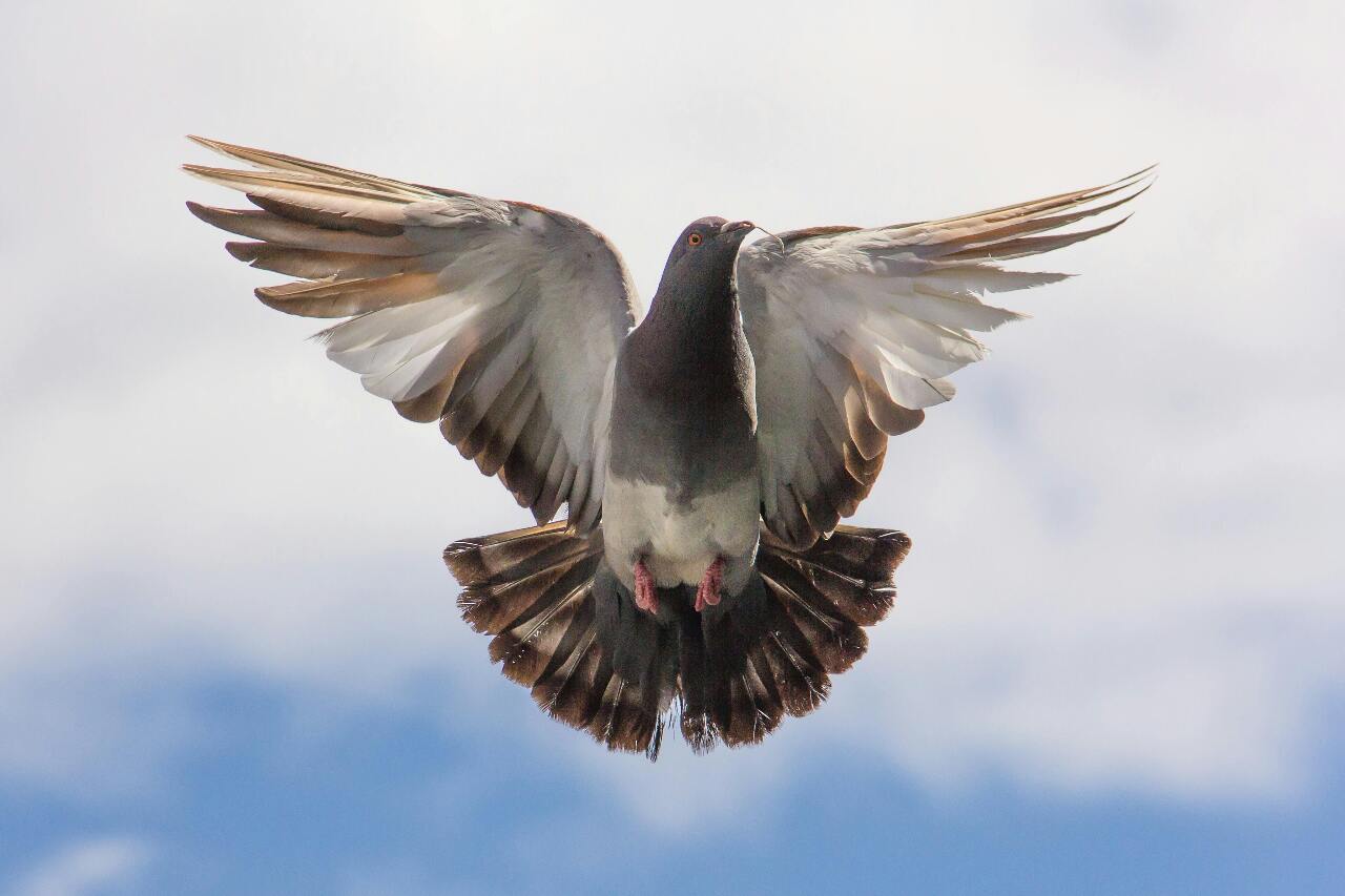 Pigeon whistle racing, price gouging, and mob bosses at the Legislature