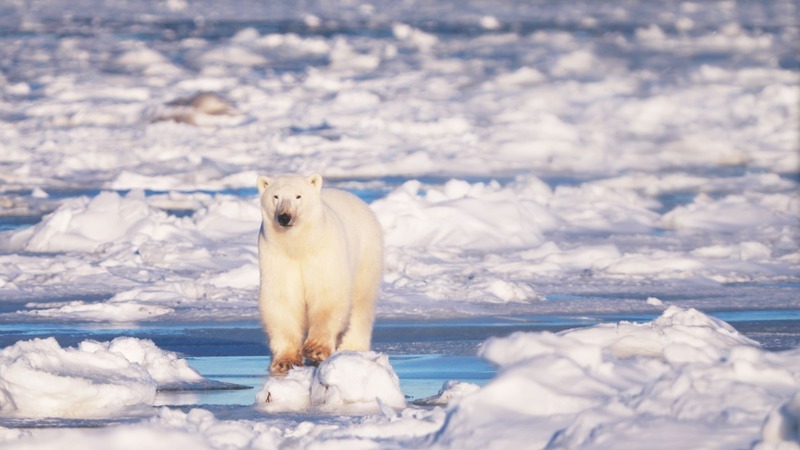 Taiwan’s 15-year Arctic and Antarctic documentary premieres with global warning