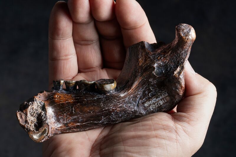 Ancient human fossils discovered in Taiwan proving wider range of extinct hominin