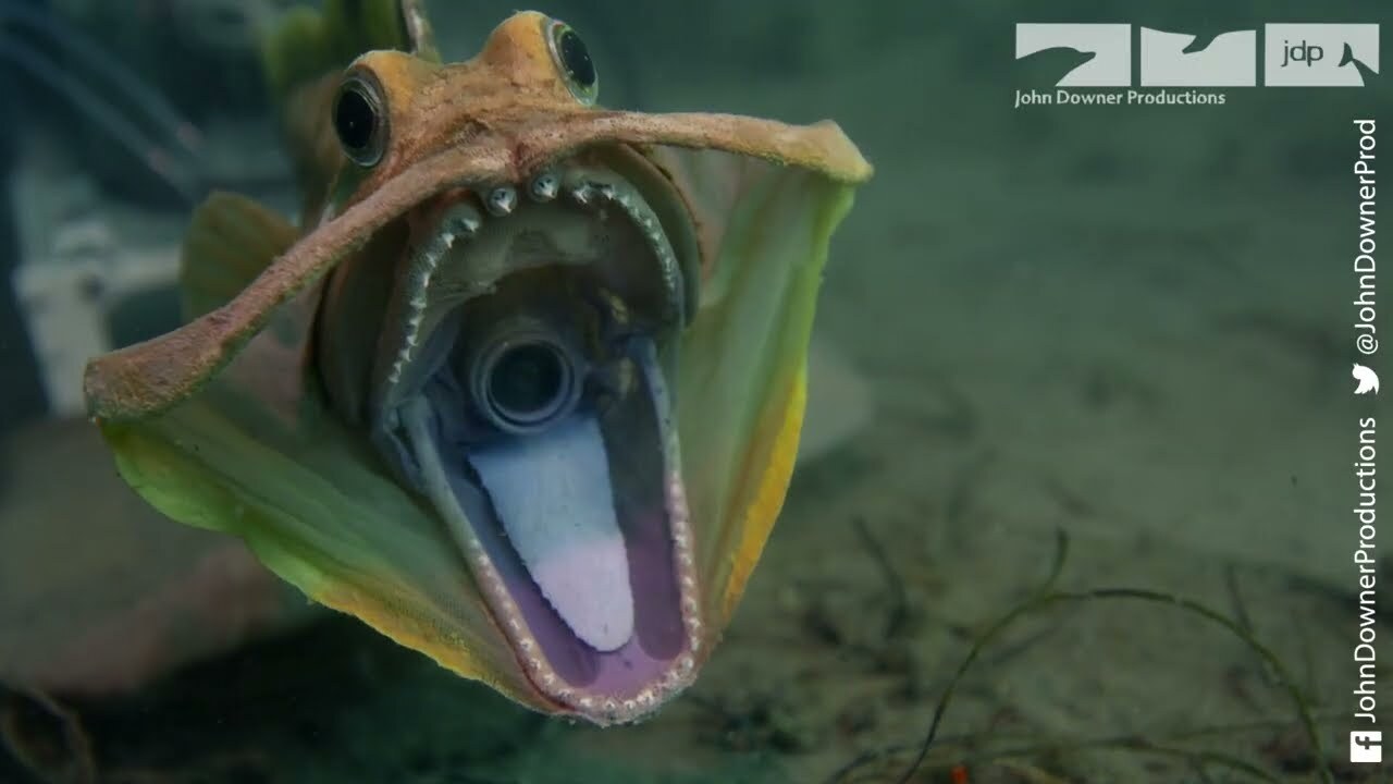 What makes this fish sarcastic? Not its sense of humor | Ep45