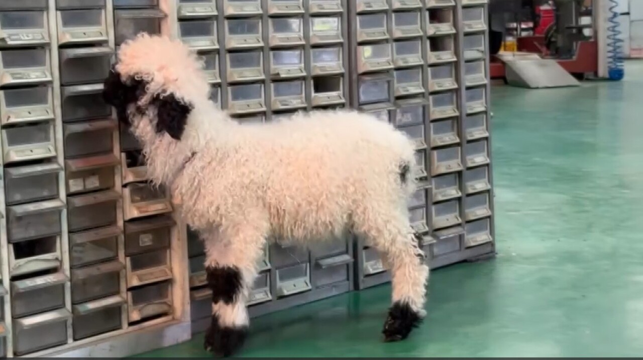WATCH: Lamb not Lambo steals the limelight in Miaoli autoshop